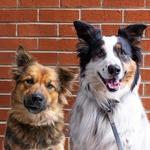 Dorian & Darcy